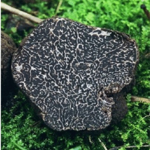 Tuber melanosporum